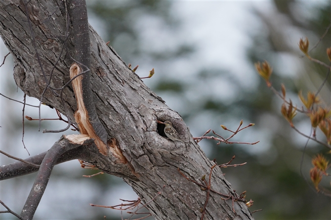 jEiCXY,Russet Sparrow