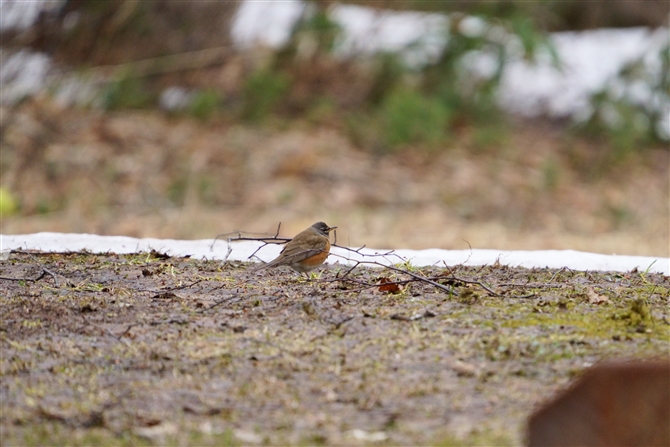 }~`WiC,Eyebrowed Thrush