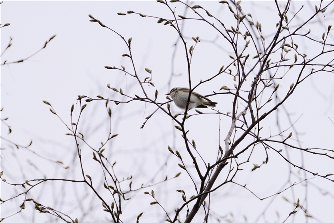 センダイムシクイ,Eastern Crowned Warbler