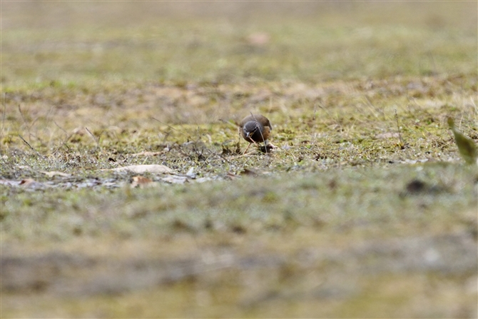 }~`WiC,Eyebrowed Thrush