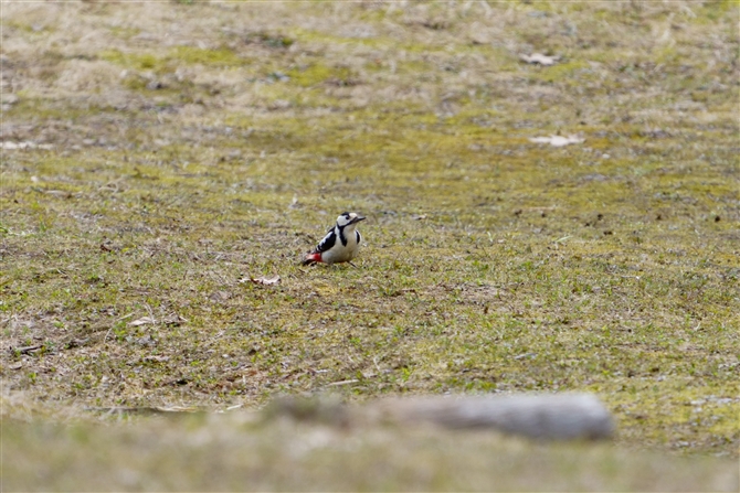 AJQ,Great Spotted Woodpeker 