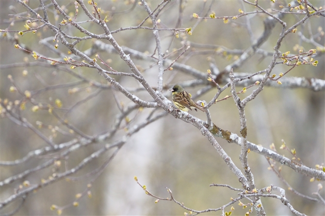 AIW,Black-faced Bunting 