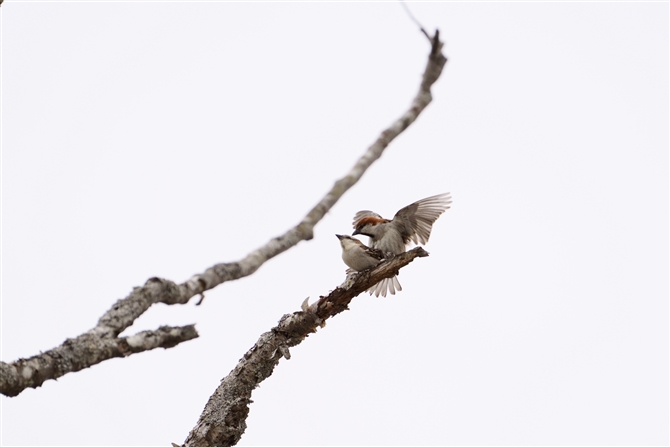 jEiCXY,Russet Sparrow