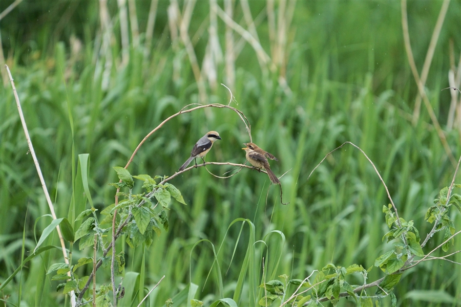 Y,Bull-headed Shrike