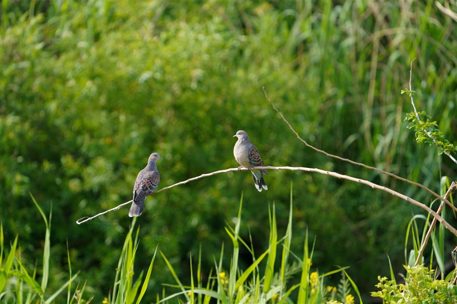 LWog,Oriental Turtle Dove