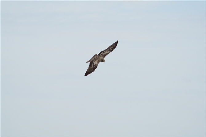 gr,Black Kite