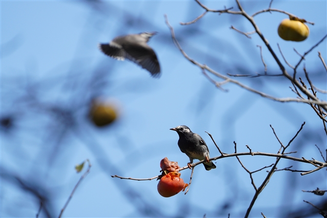 Nh,White-cheeked Starling