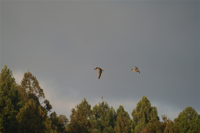 }K,Gerater White-fronted Goose