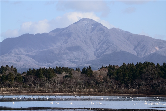 RnN`E,Tundra Swan