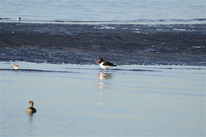 ~Rh,Oystercatcher