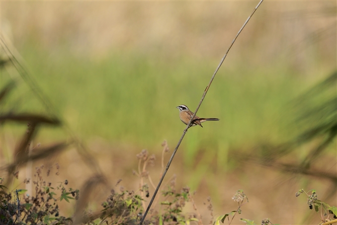 zEW,Meadow Bunting