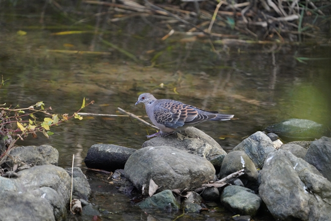 LWog,Oriental Turtle Dove