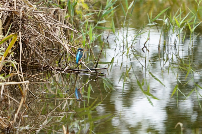 JZ~,Common Kingfisher