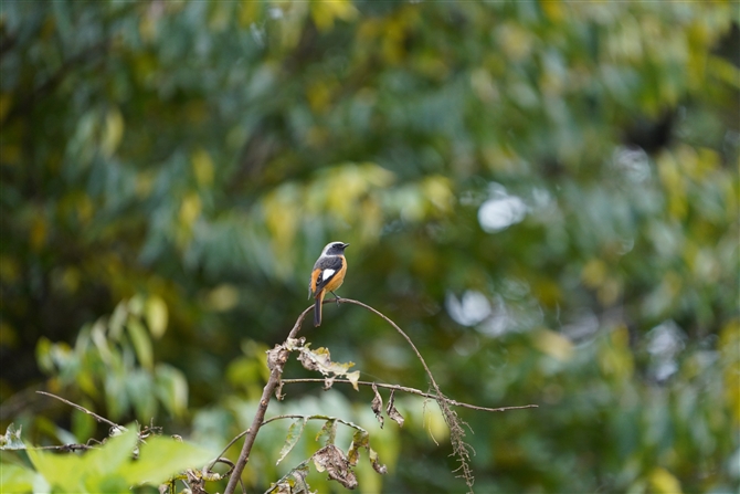 WEr^L,Daurian Redstart