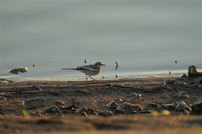 nNZLC,White Wagtail