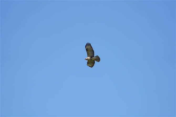 mX,Common Buzzard