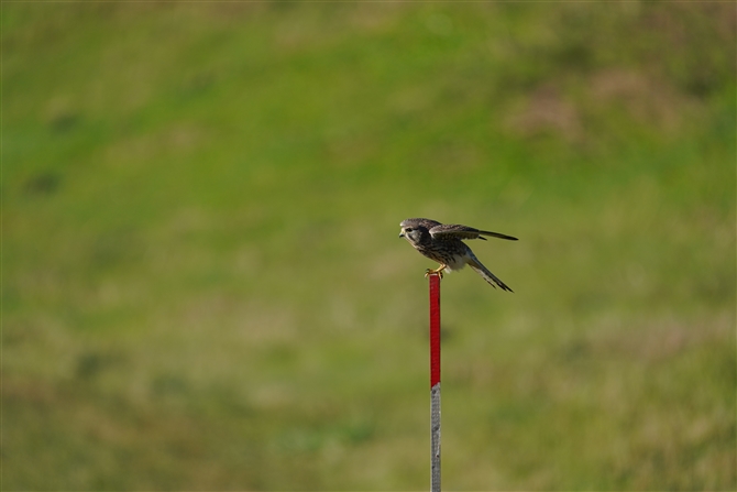 `EQ{E,Common Kestrel