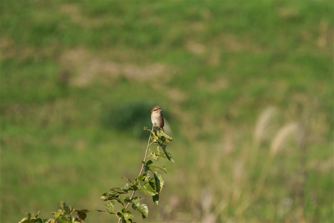 Y,Bull-headed Shrike