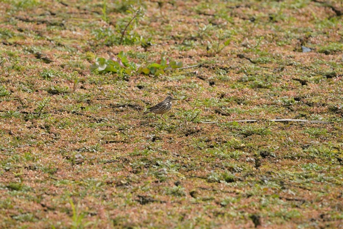 ^qo,Buff-bellied Pipit