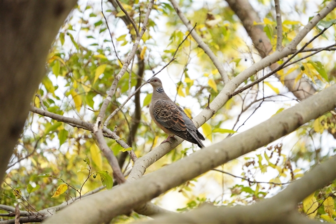 LWog,Oriental Turtle Dove