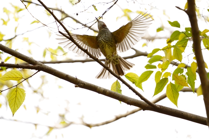 qh,Brown-eared Bulbul