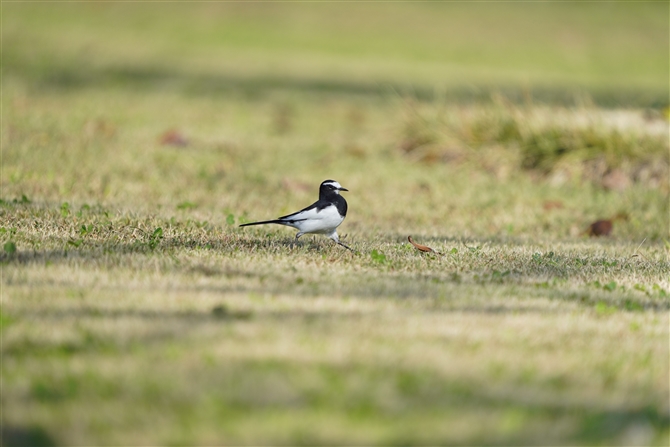 ZOZLC,Japnese Wagtail