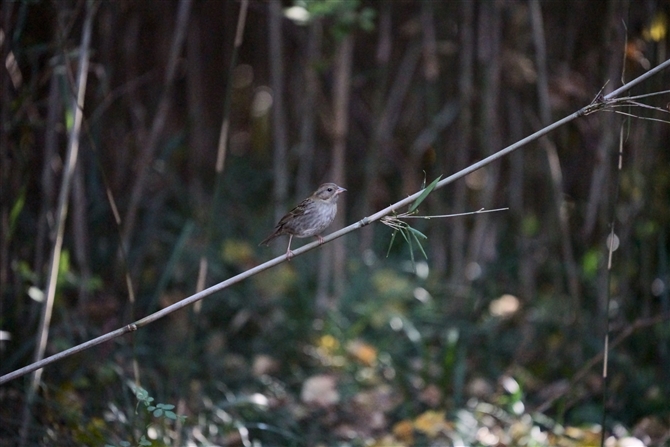 NW,Grey Bunting