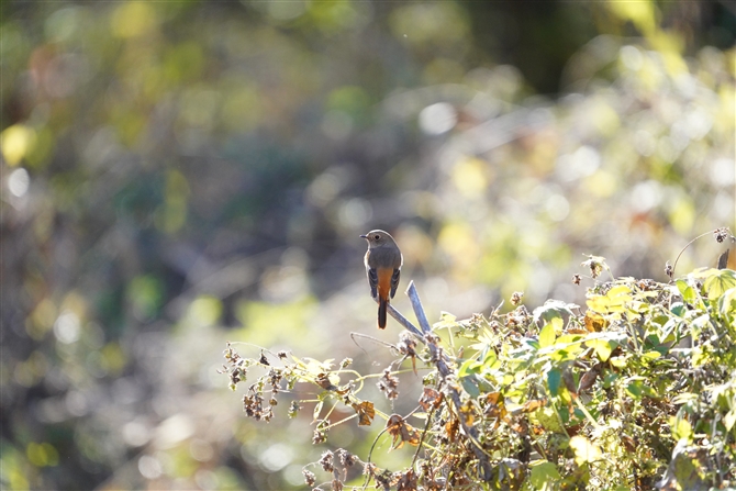 WEr^L,Daurian Redstart