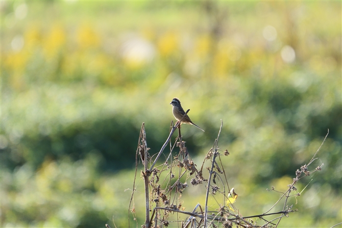 zEW,Meadow Bunting