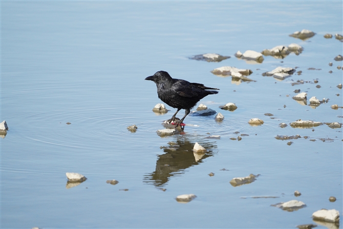 nVugKX,Large-billed Crow