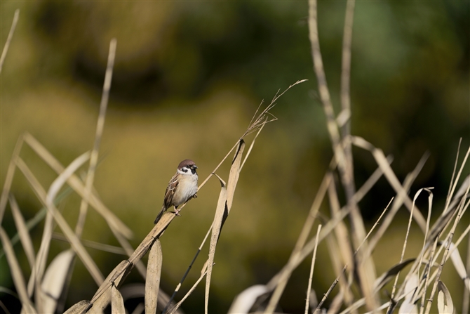 XY,Eurasian Tree Sparrow