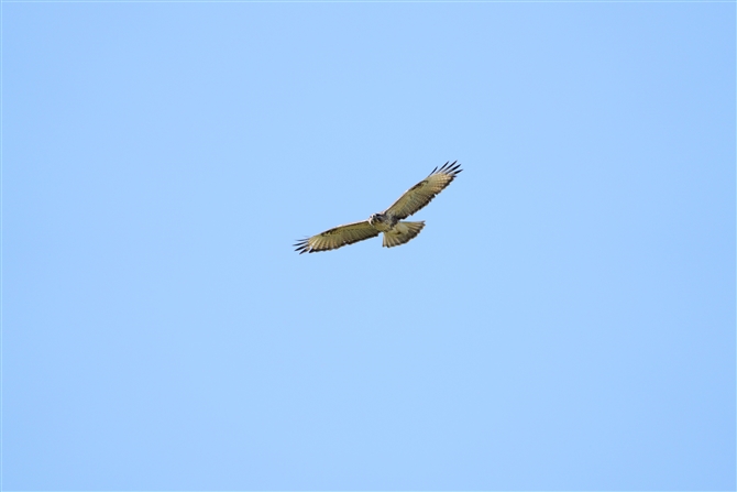 mX,Common Buzzard