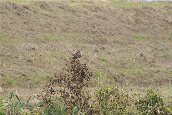 mX,Common Buzzard