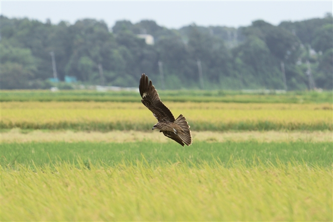 gr,Black Kite