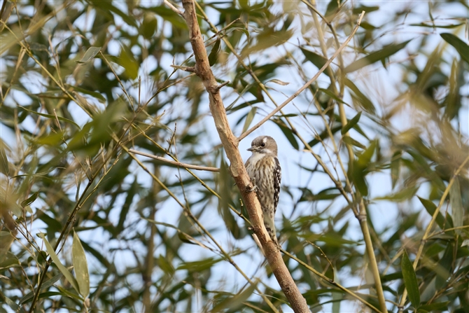 コゲラ,Japanese Pigmy Woodpecker