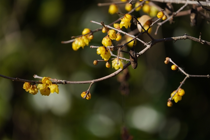 EoC,Japanese allspice