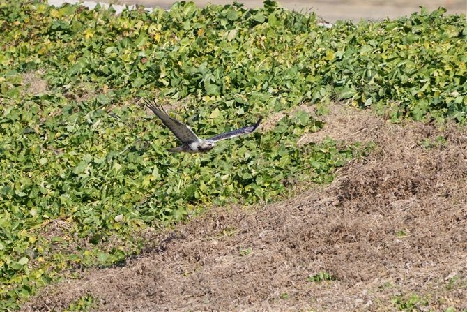 PAVmXRough-legged Buzzard