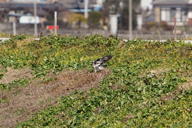 PAVmXRough-legged Buzzard