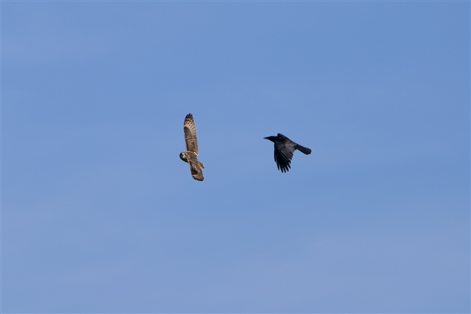 R~~YN,Short-eared Owl