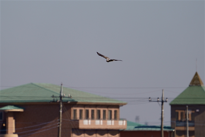 PAVmXRough-legged Buzzard