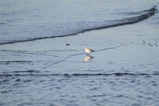 ~rVM,Sanderling