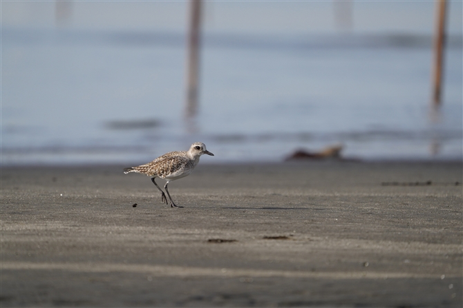 _C[,Grey Plover