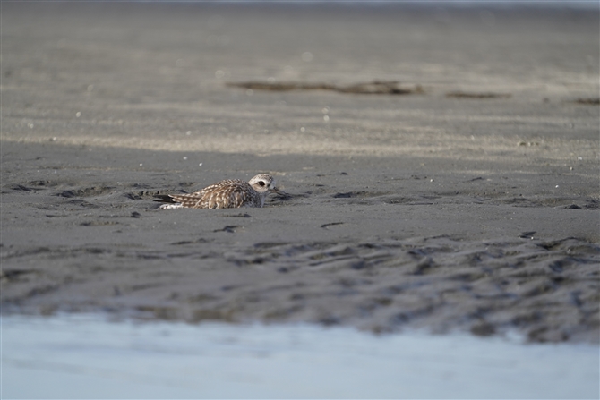 _C[,Grey Plover