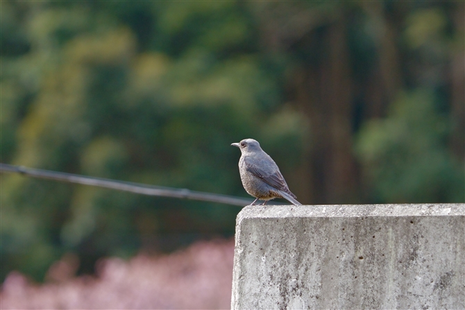 C\qh,Blue Rock Thrush