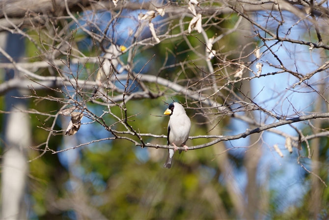 CJ,Japanese Grosbeak