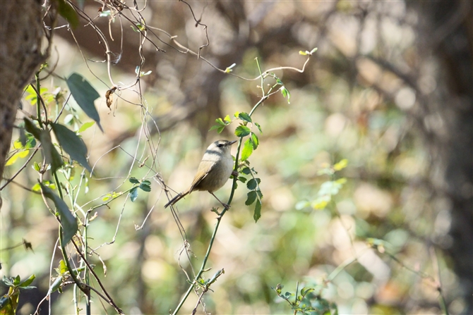 EOCXJapanese Bush Warbler