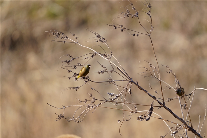 Jq,Oriental Greenfinch