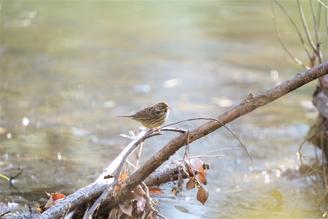 AIW,Black-faced Bunting