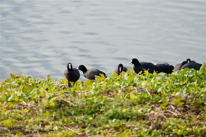 IIo,Eurasian Coot