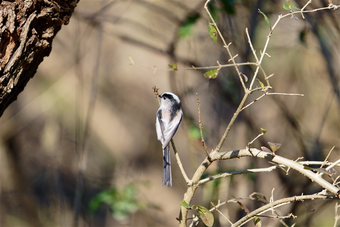 GiK,Long-tailed Tit